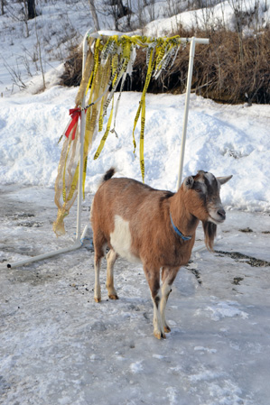 Ranger on ice